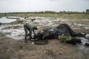 Over 100 elephants succumbed to brutal drought conditions in Zimbabwe