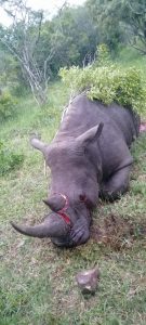 Heroic game rangers stop rhino poaching attempt at Hluhluwe-Imfolozi Park