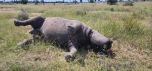 Manhunt on after poaching of two rhinos in Limpopo