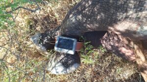 Innovative AI Technology Deployed to Protect Rhinos in Addo Elephant National Park