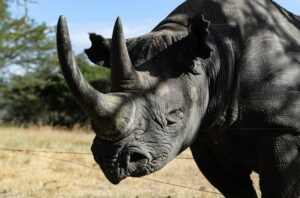 Kenya's black rhinos face a double threat: poaching and climate change