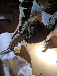 Scales of justice: Limpopo court jails man for pangolin possession
