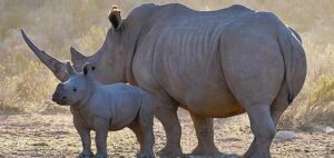 Three poachers found guilty await sentencing in South Africa