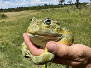Wilderness guide helps uncover new frog species